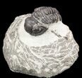 Bargain, Gerastos Trilobite Fossil - Morocco #52153-1